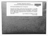 Farysia chardoniana image